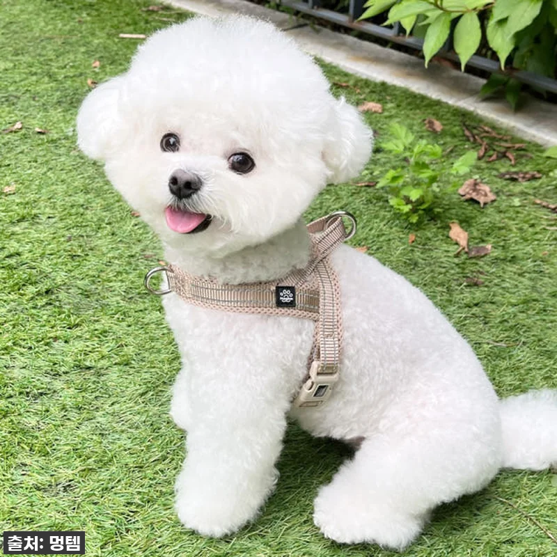 가을 산책 필수템 등극! 찐 인플루언 관련 이미지 3