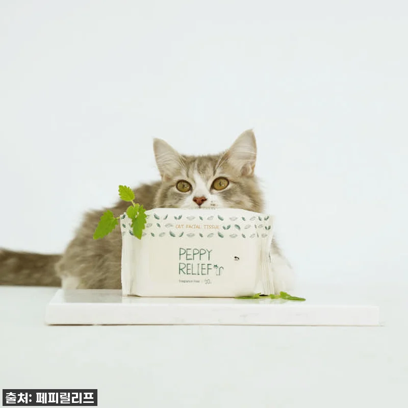 ⭐지금 안 사면 후회!⭐ 냥이 얼굴 관련 이미지 4