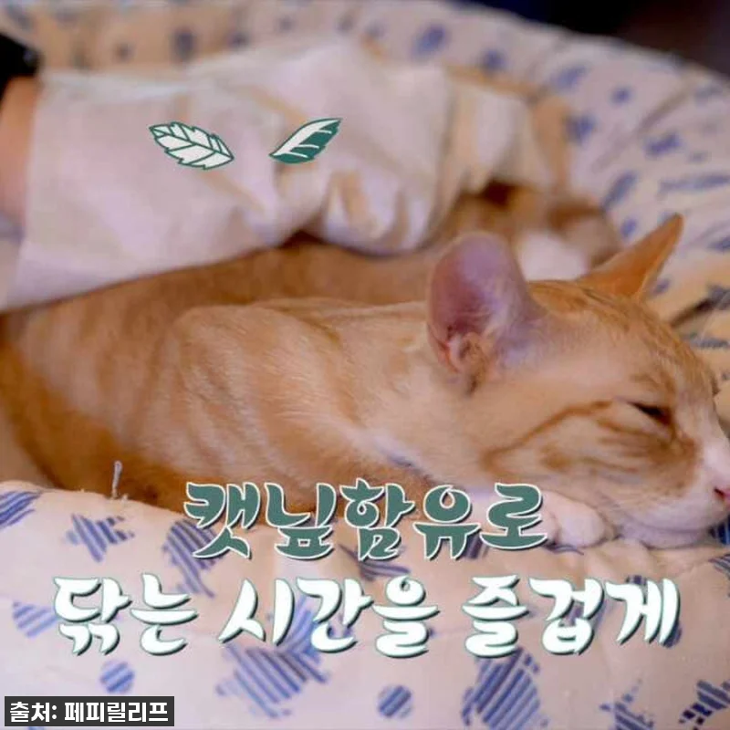⭐지금 안 사면 후회!⭐ 냥이 얼굴 관련 이미지 5