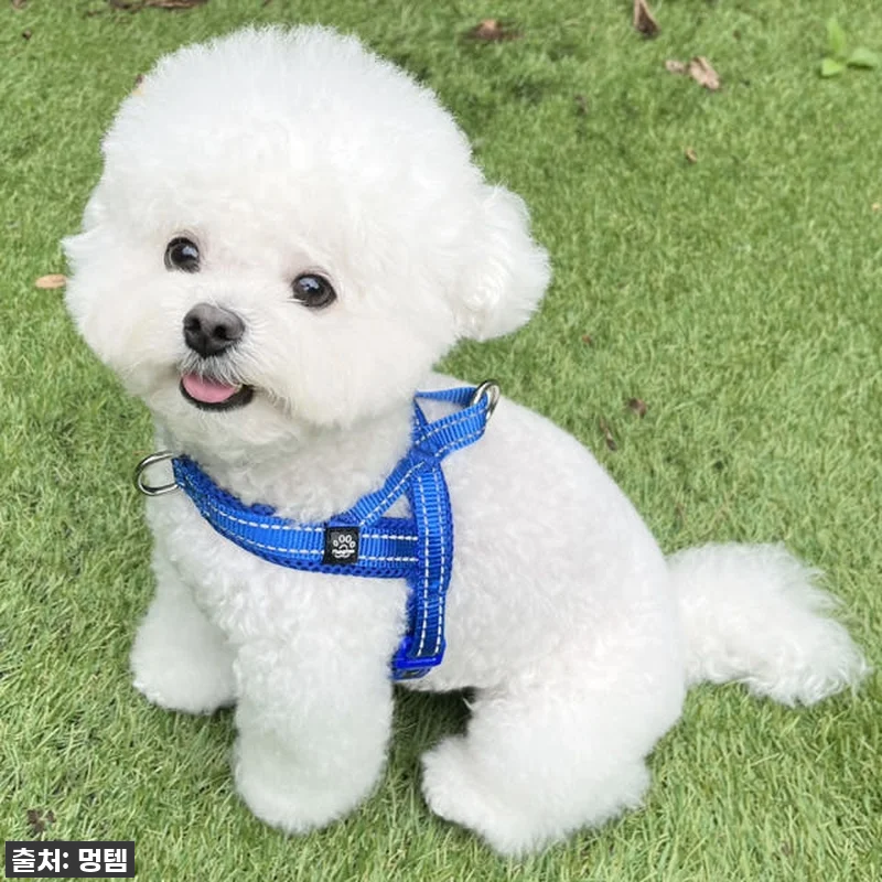 가을 산책 필수템 등극! 찐 인플루언 관련 이미지 5