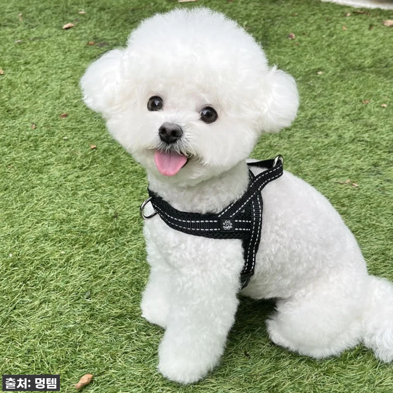 가을 산책 필수템 등극! 찐 인플루언 관련 이미지 6