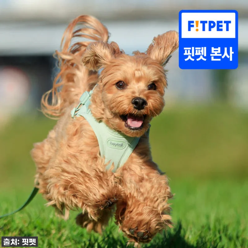 💖찐후기💖 품절임박! 헤이테일 에어워 관련 이미지 1