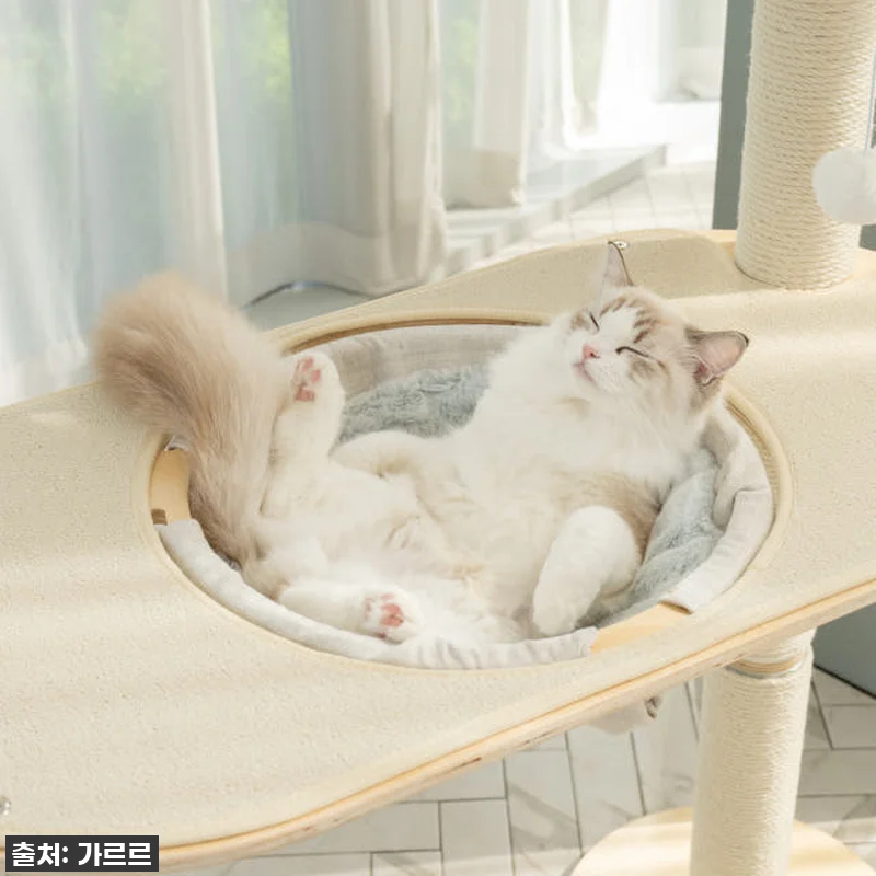찐후기! 품절임박 가르르 오로라 캣타워, 우리 냥이의 인생템 등극! 17 찐후기! 품절임박 가르르 오로라 캣타 관련 이미지 6