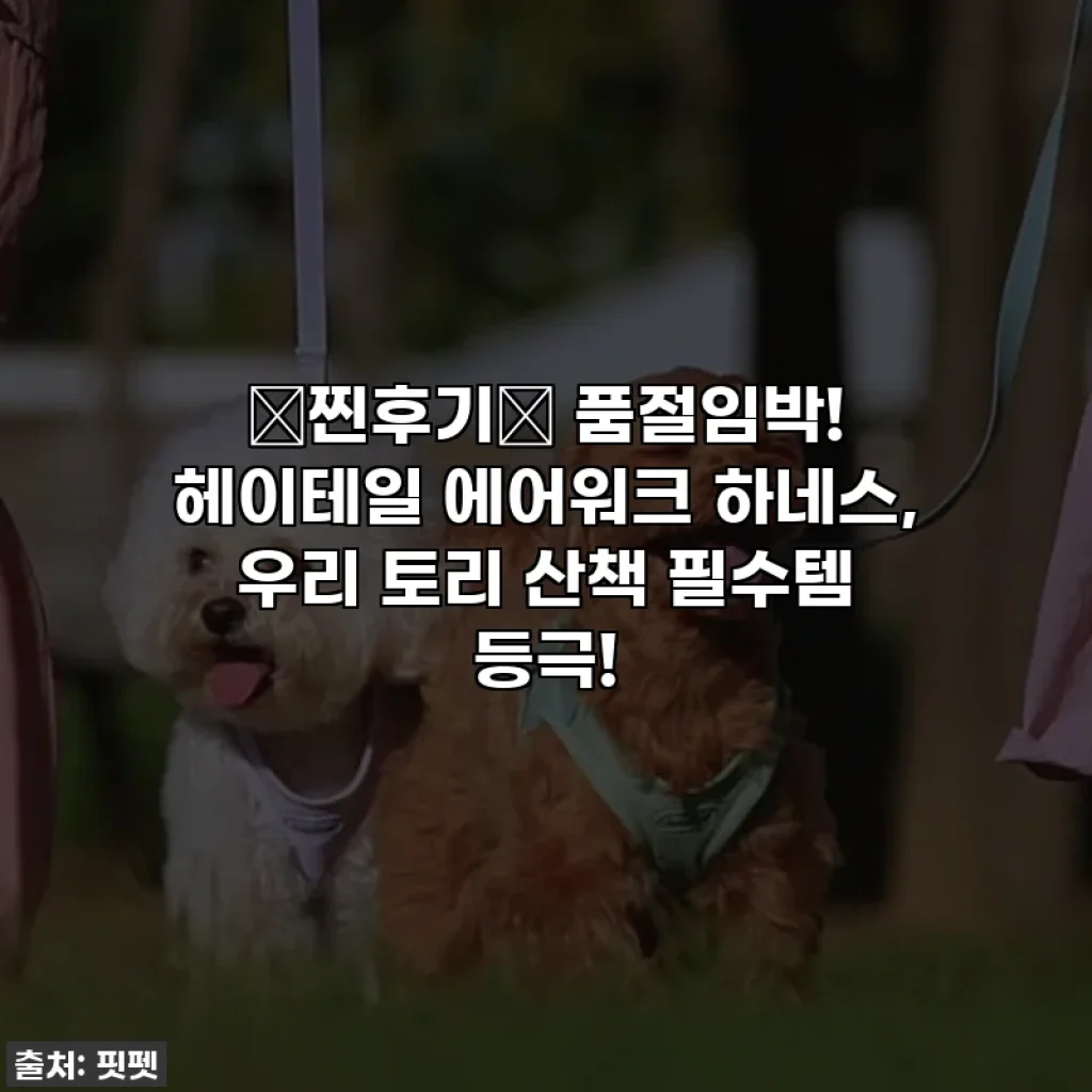 💖찐후기💖 품절임박! 헤이테일 에어워크 하네스, 우리 토리 산책 필수템 등극!
