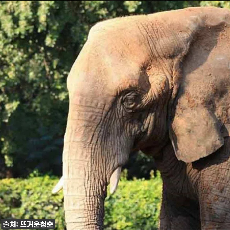 두바이 사파리 파크, 이 가격 실화? 관련 이미지 1