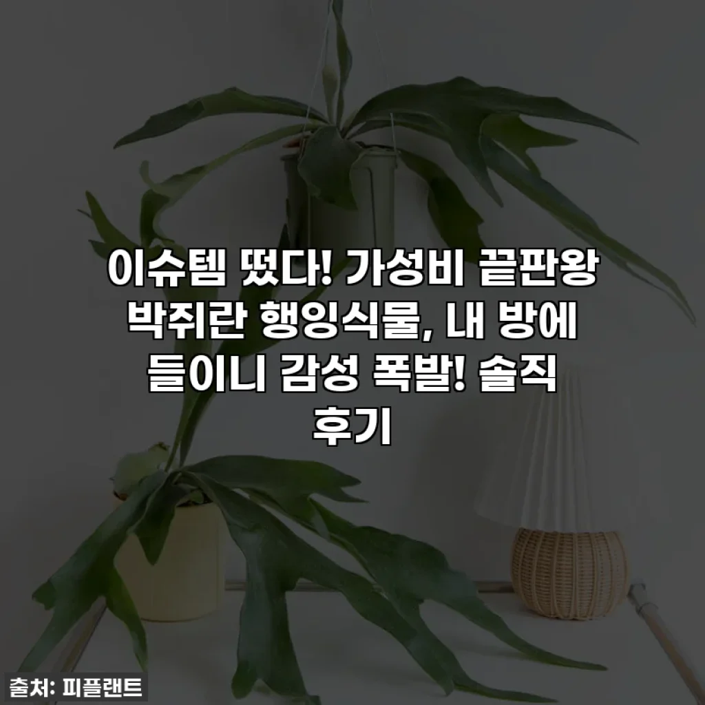 이슈템 떴다! 가성비 끝판왕 박쥐란 행잉식물, 내 방에 들이니 감성 폭발! 솔직 후기