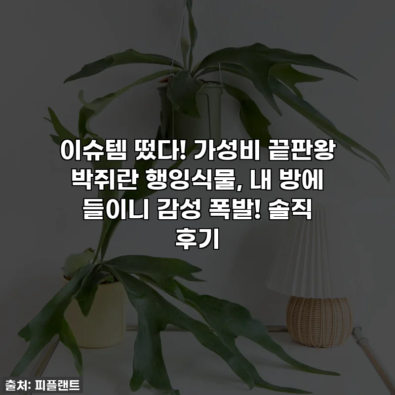 이슈템 떴다! 가성비 끝판왕 박쥐란 행잉식물, 내 방에 들이니 감성 폭발! 솔직 후기