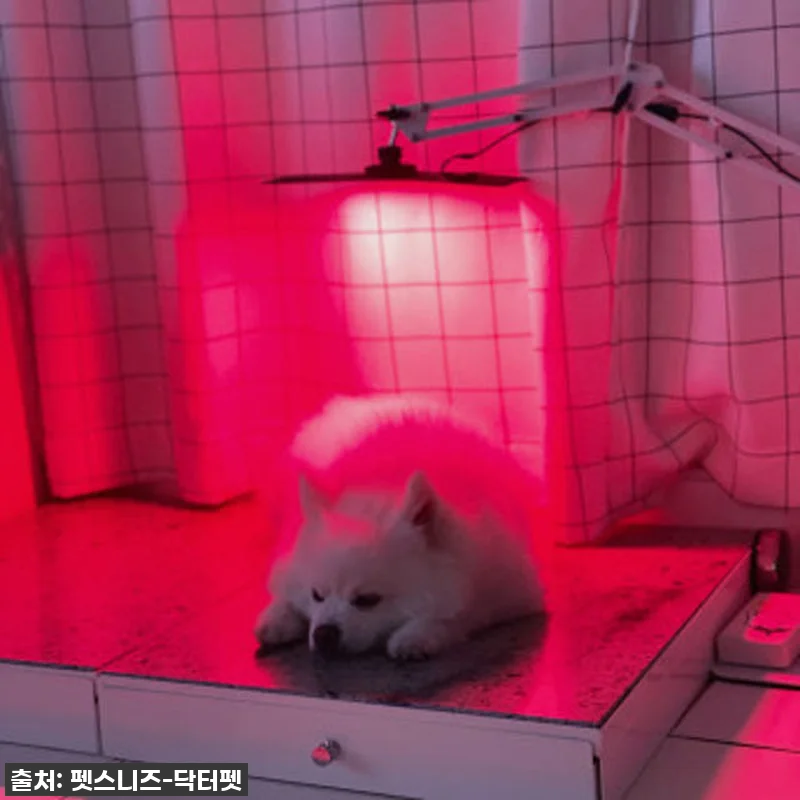 우리집 댕댕이 관절, 피부 고민 한 관련 이미지 1