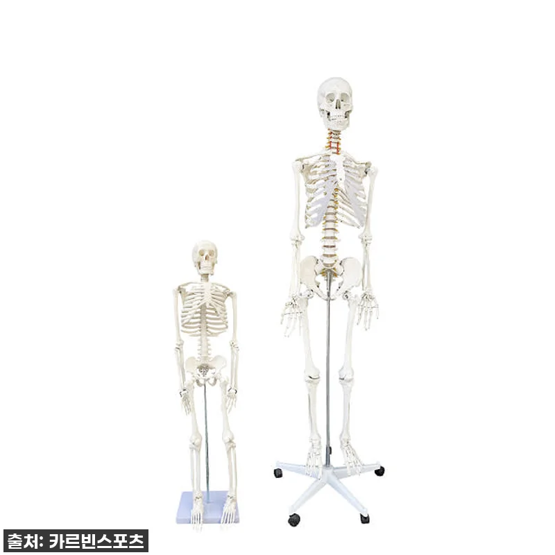 카르빈 해골모형 170cm 인체 뼈 관련 이미지 1