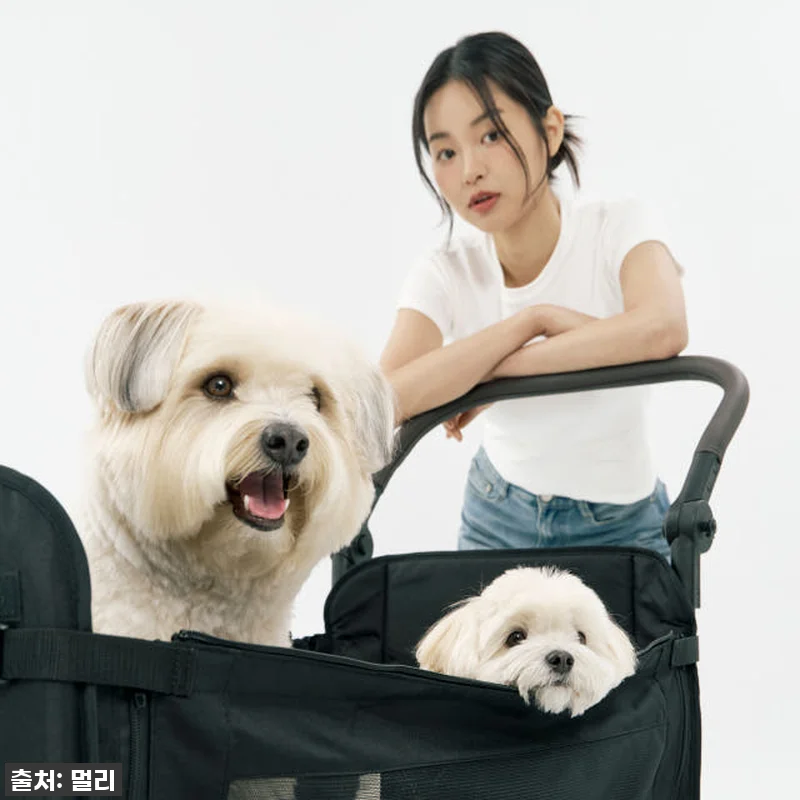우리집 댕댕이들의 두 번째 집! 멀리 관련 이미지 1