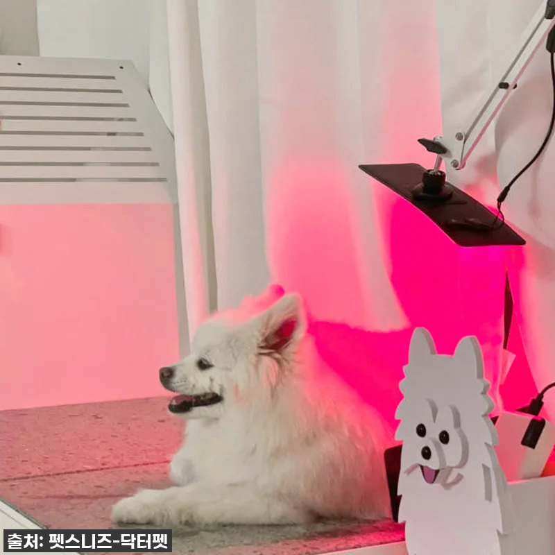 우리집 댕댕이 관절, 피부 고민 한 관련 이미지 2