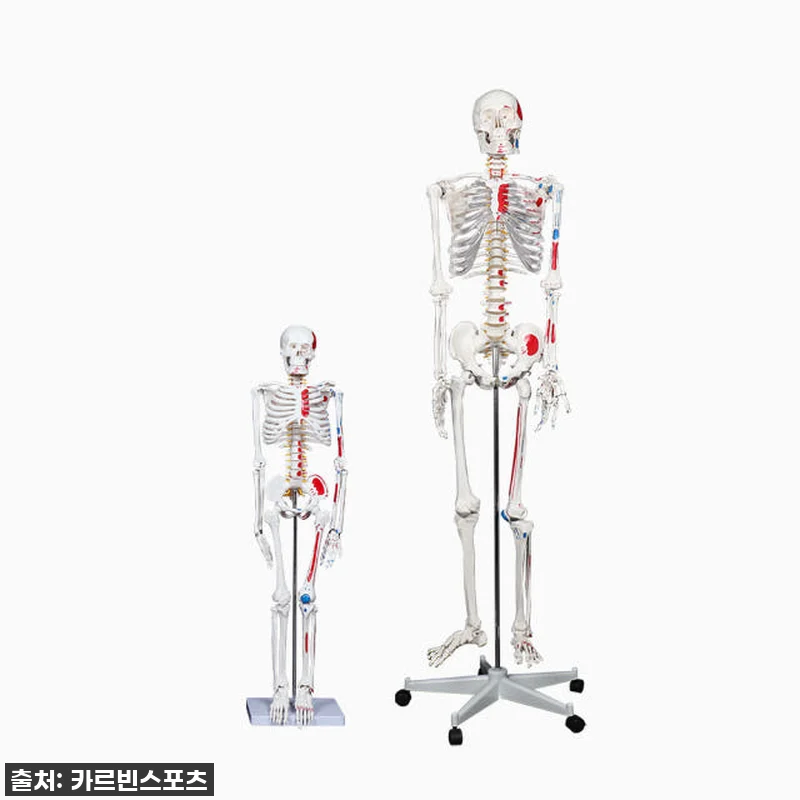 카르빈 해골모형 170cm 인체 뼈 관련 이미지 2