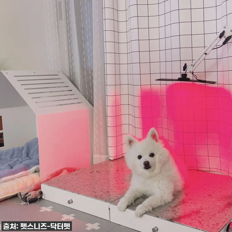 우리집 댕댕이 관절, 피부 고민 한 관련 이미지 3