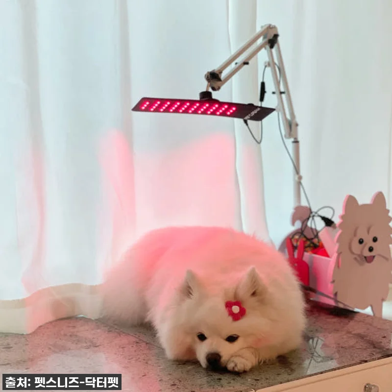 우리집 댕댕이 관절, 피부 고민 한 관련 이미지 4