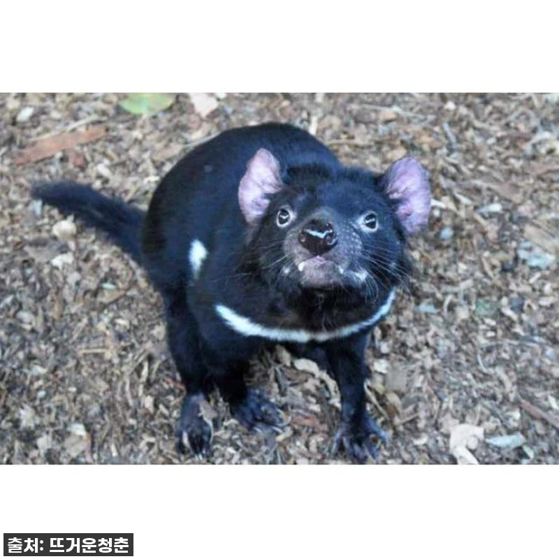 꿈꿔왔던 시드니 여행의 하이라이트! 관련 이미지 4