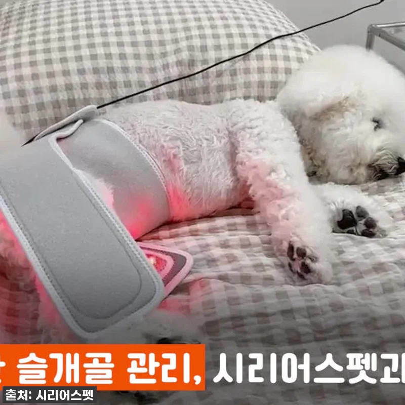시리어스펫 슬개골 따땃망토 프로, 우 관련 이미지 4