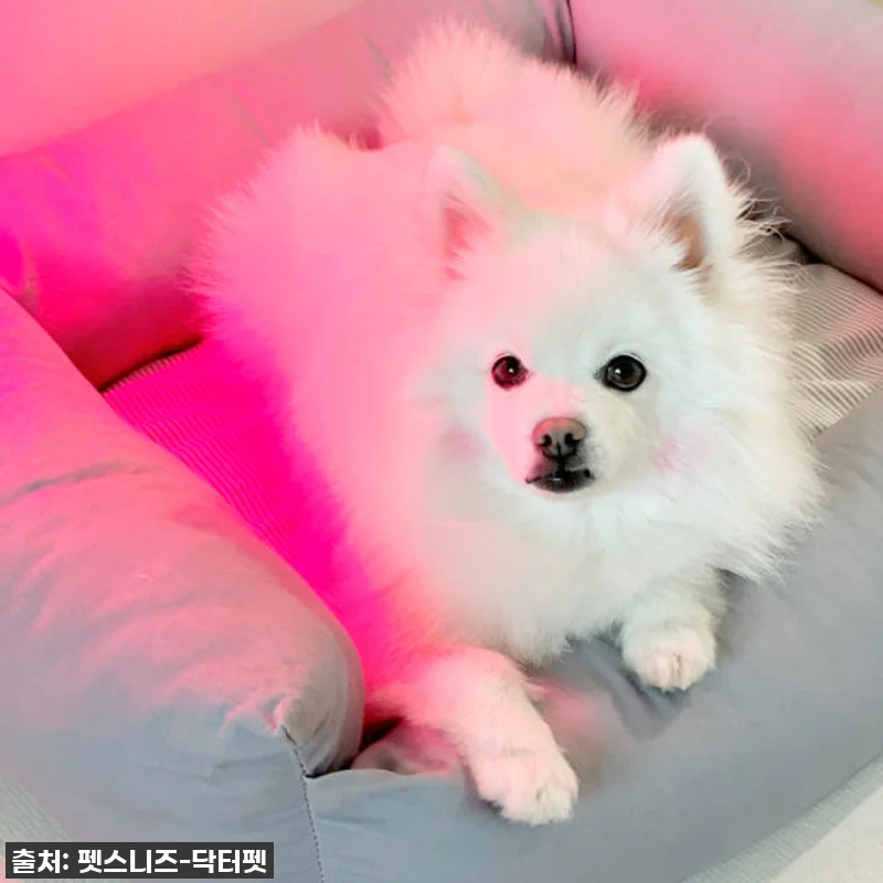 우리집 댕댕이 관절, 피부 고민 한 관련 이미지 5