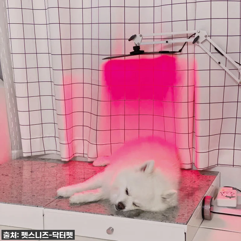 우리집 댕댕이 관절, 피부 고민 한 관련 이미지 6
