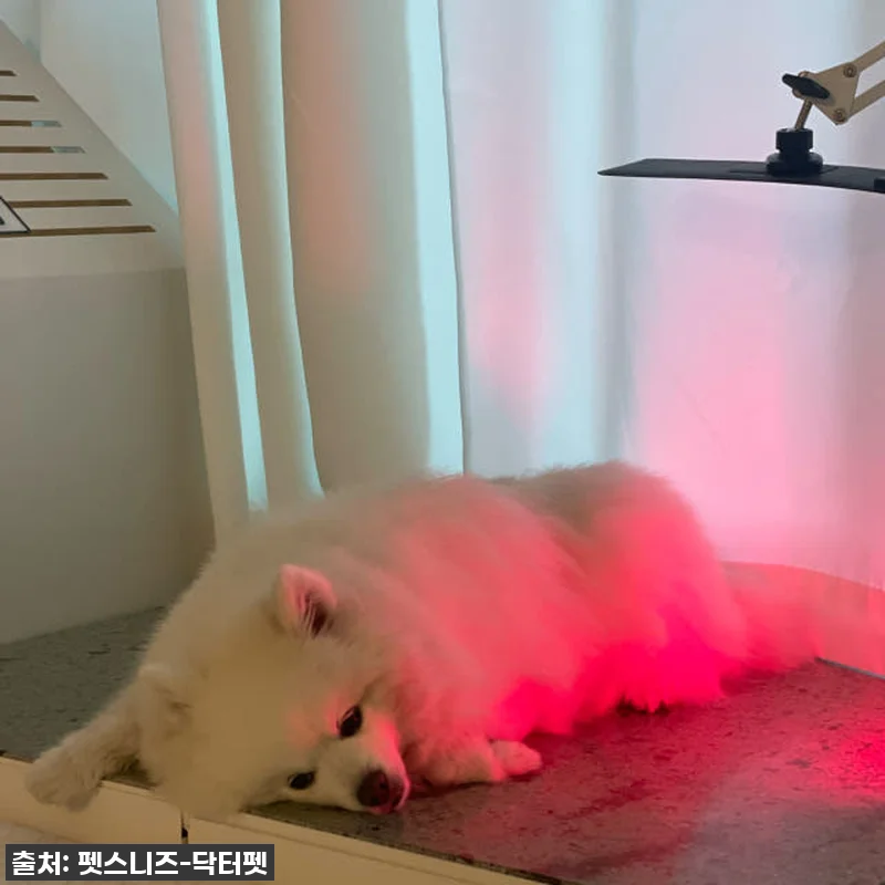 우리집 댕댕이 관절, 피부 고민 한 관련 이미지 7