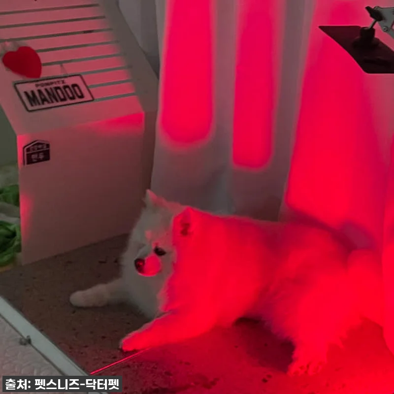 우리집 댕댕이 관절, 피부 고민 한 관련 이미지 8
