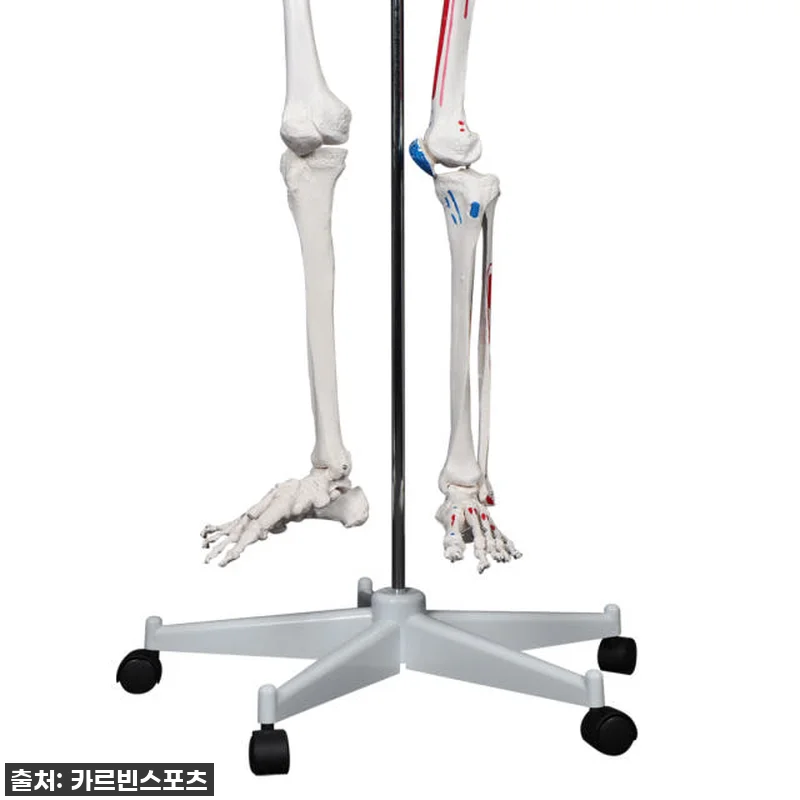 카르빈 해골모형 170cm 인체 뼈 관련 이미지 8
