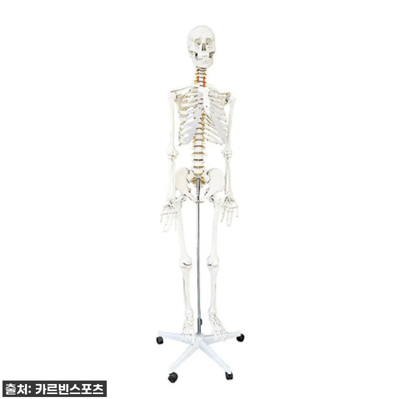 카르빈 해골모형 170cm 인체 뼈 관련 이미지 9