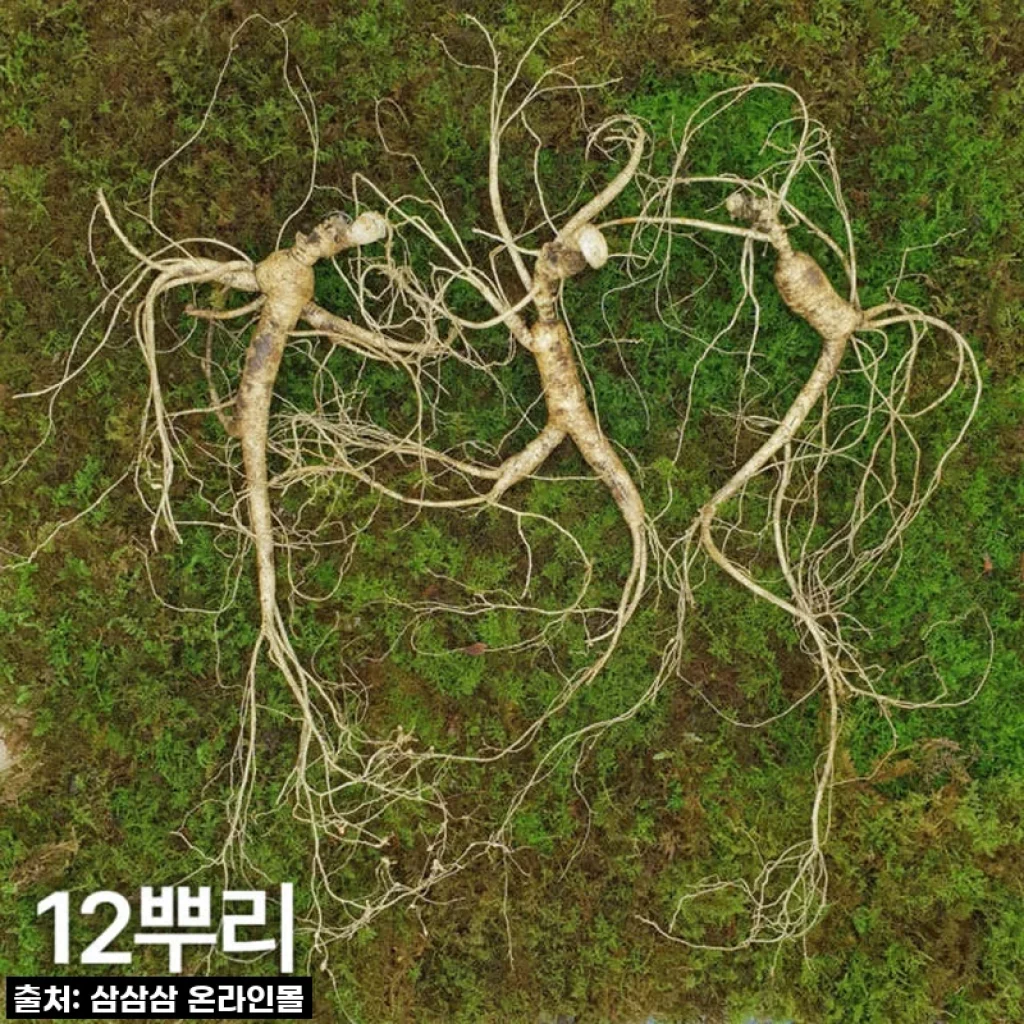 10년근 산양산삼, 내 몸을 위한 현명한 투자! 직접 경험해 본 활력 충전 후기