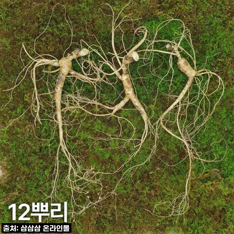 10년근 산양산삼, 내 몸을 위한 현명한 투자! 직접 경험해 본 활력 충전 후기
