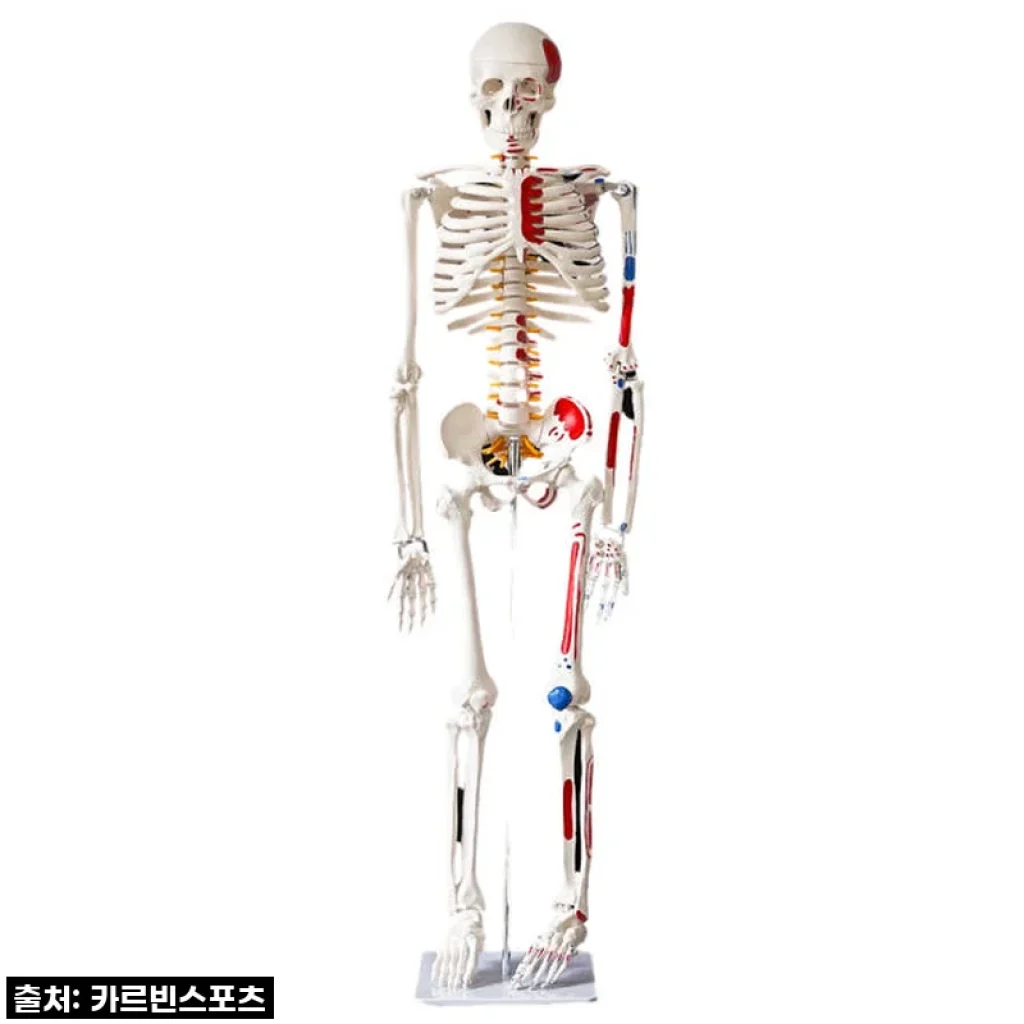 카르빈 해골모형 170cm 인체 뼈 색상형, 리얼한 해부학 스터디 도우미 직접 사용해보니!