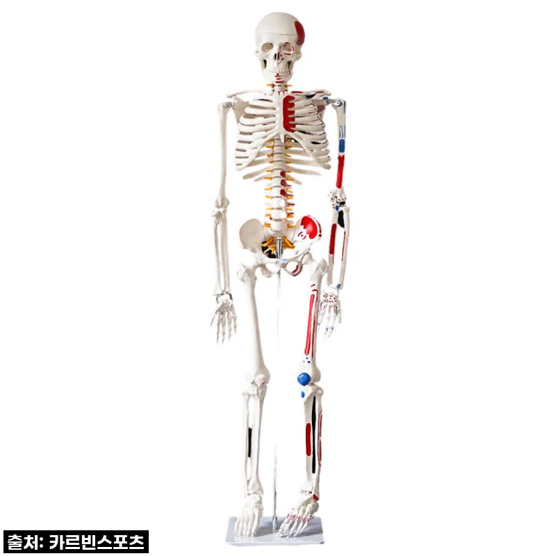카르빈 해골모형 170cm 인체 뼈 색상형, 리얼한 해부학 스터디 도우미 직접 사용해보니!