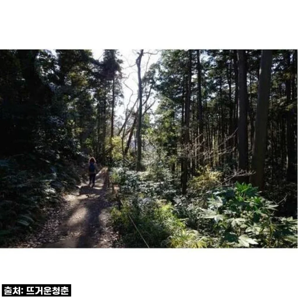 일본 가마쿠라: 현지 가이드와 함께하는 다이부츠 하이킹 트레일 투어 사용후기