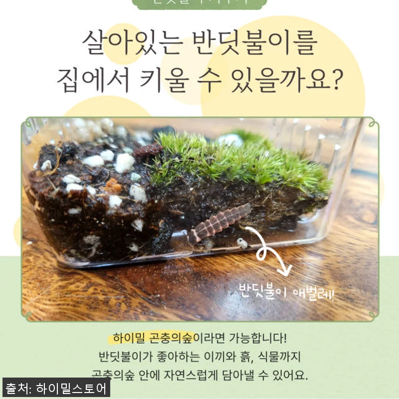 하이밀 반딧불이키우기 곤충의숲 풀세트 관련 이미지 2