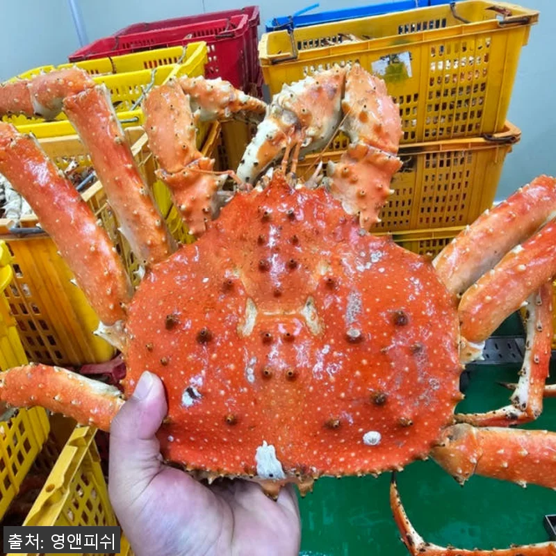 프리미엄 킹크랩 1마리 자숙 러시아 관련 이미지 5