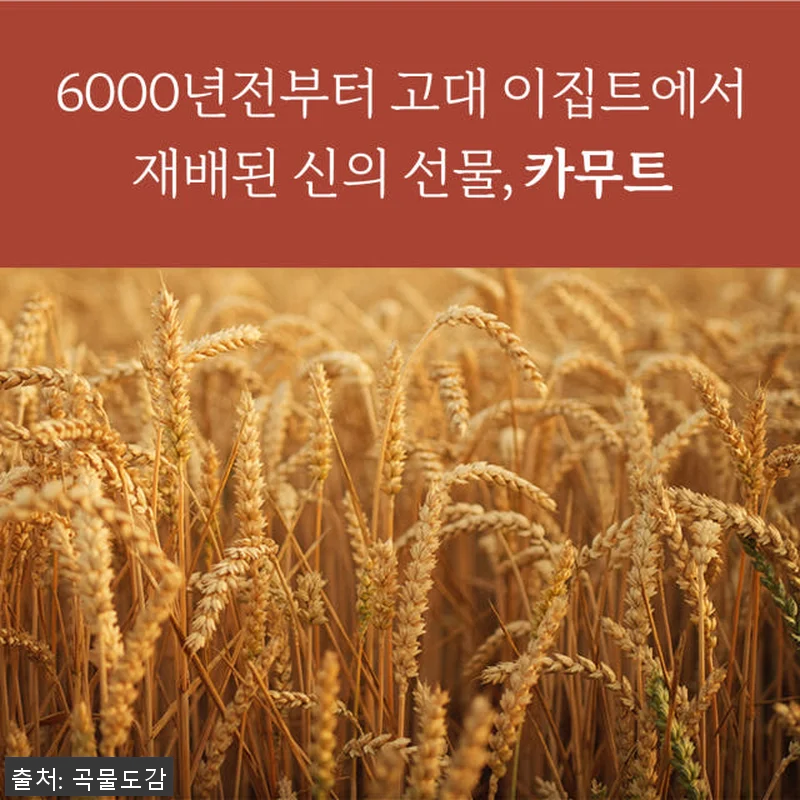 곡물도감 카무트 귀리 가득 고칼슘 무 관련 이미지 5