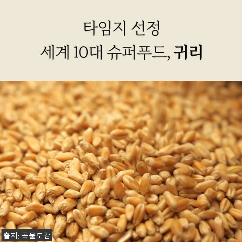 곡물도감 카무트 귀리 가득 고칼슘 무 관련 이미지 6