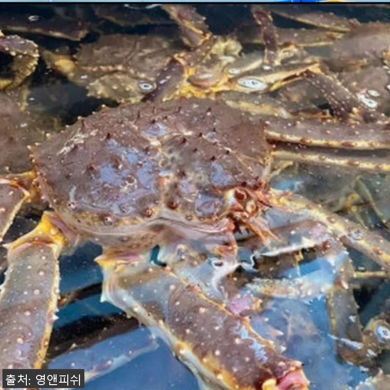 프리미엄 킹크랩 1마리 자숙 러시아 관련 이미지 8