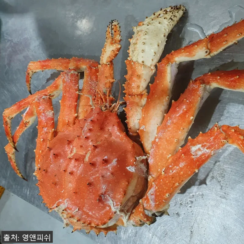 프리미엄 킹크랩 1마리 자숙 러시아 관련 이미지 9