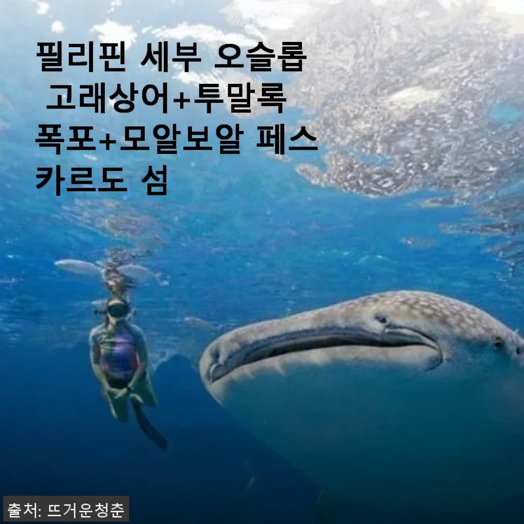 필리핀 세부 오슬롭 고래상어+투말록 폭포+모알보알 페스카르도 섬 투어 후기