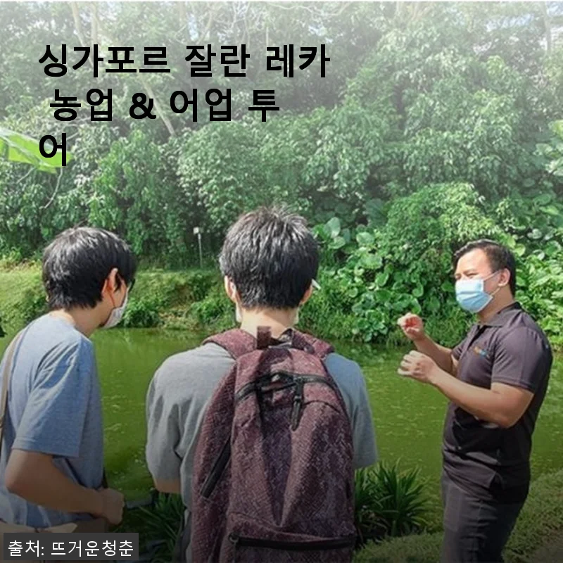 싱가포르 잘란 레카 농업 & 어업 투어, 직접 경험한 생생한 후기