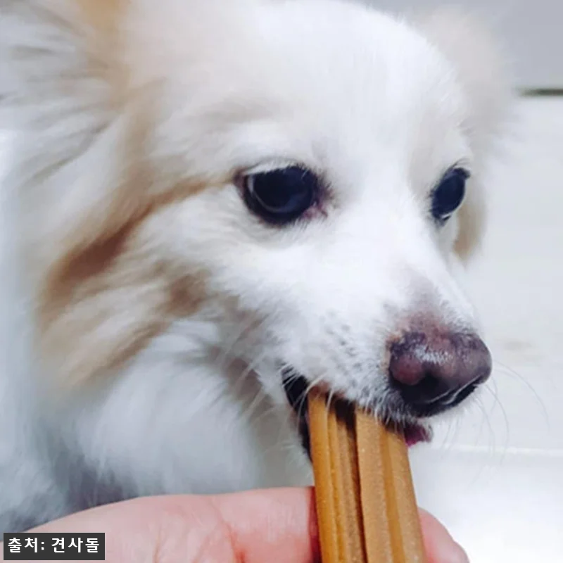견사돌 4박스 닭고기 개껌 사용후기 관련 이미지 2