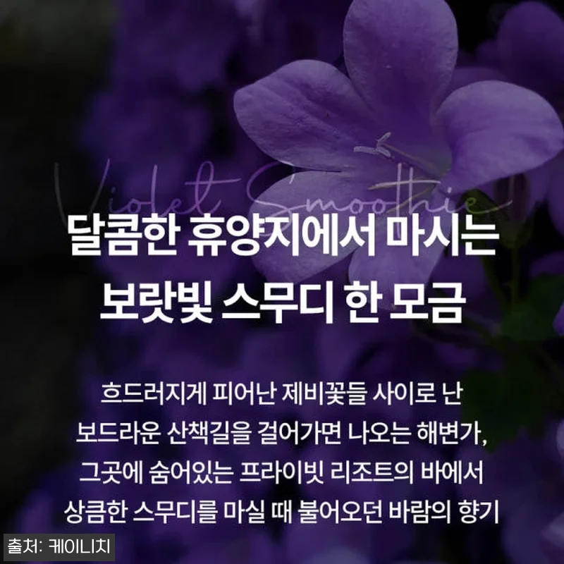 케이니치 바이올렛 스무디 니치 향수 관련 이미지 3