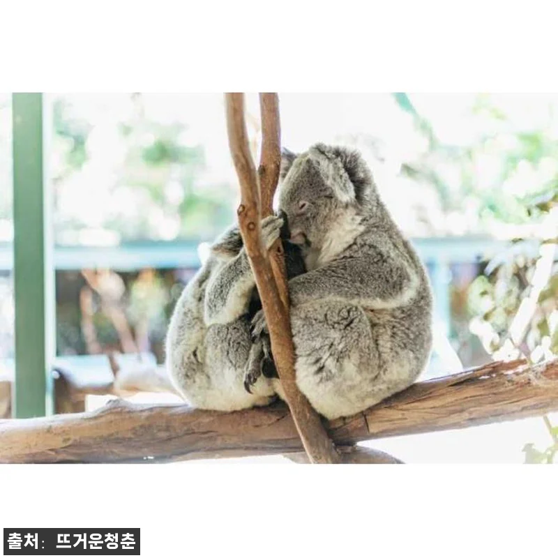 호주 시드니 출발 블루마운틴 하루 종 관련 이미지 3