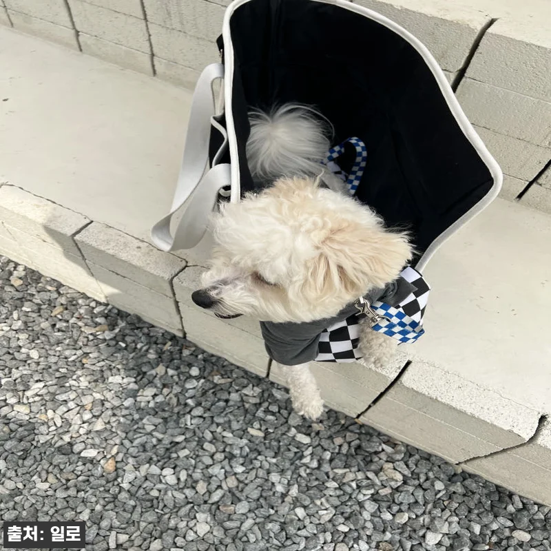 일로 시티백 반려견 강아지 이동가방 관련 이미지 5