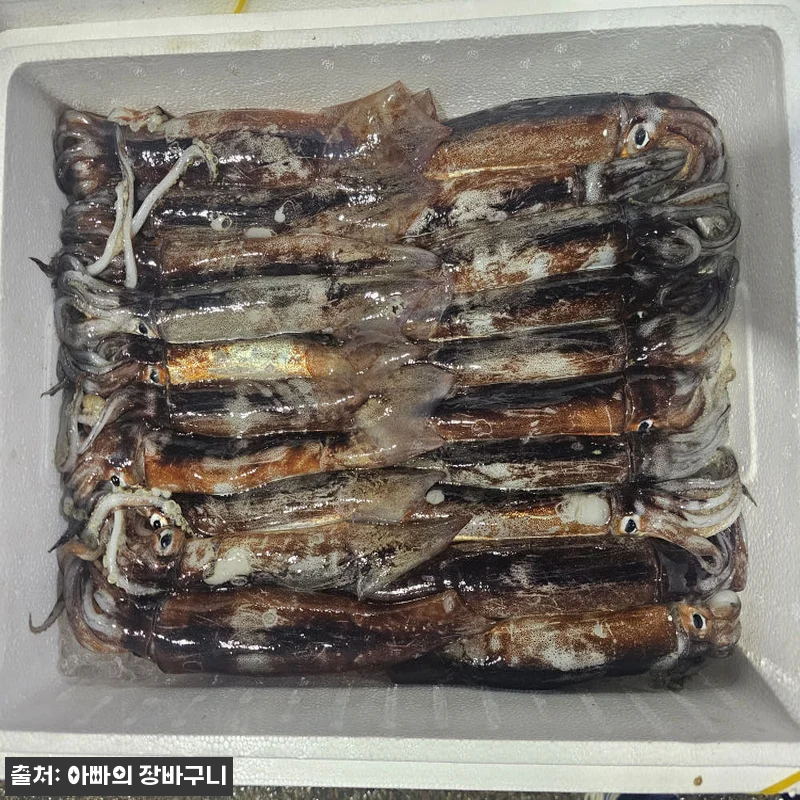 신진도 오징어 동해안 냉동 초코오징어 관련 이미지 5