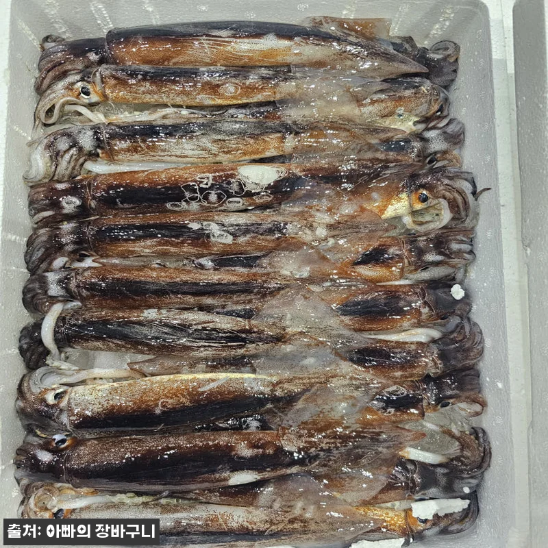 신진도 오징어 동해안 냉동 초코오징어 관련 이미지 6