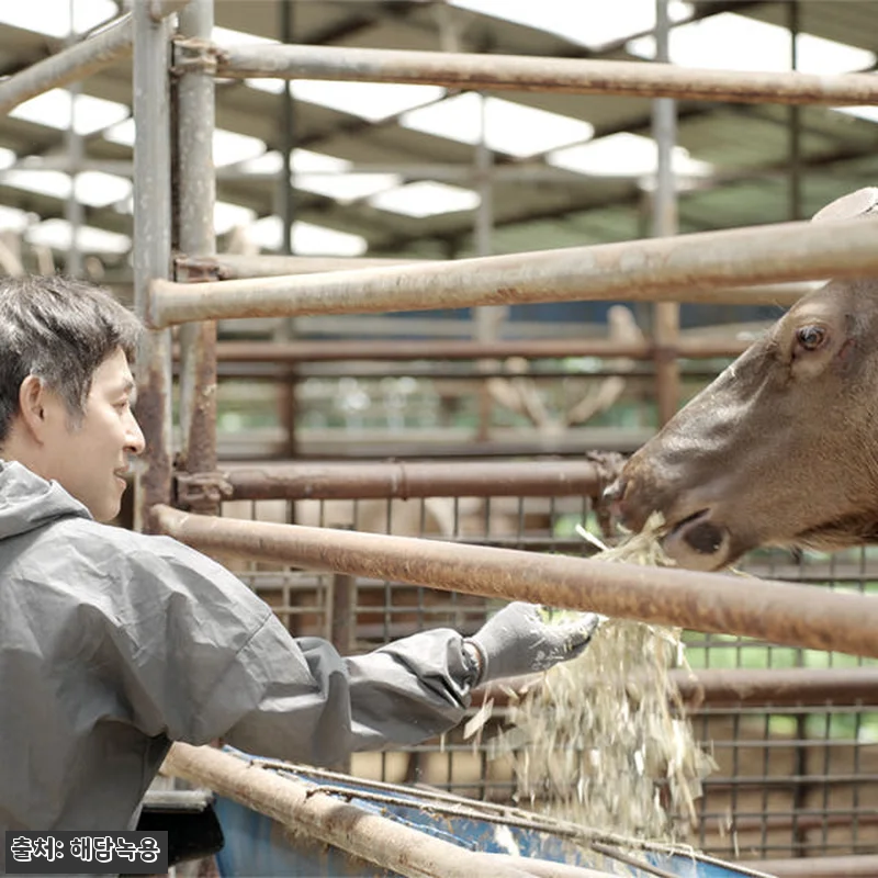해담녹용 러시아계 엘크사슴 녹용 진액 관련 이미지 7