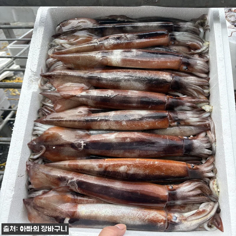신진도 오징어 동해안 냉동 초코오징어 관련 이미지 8
