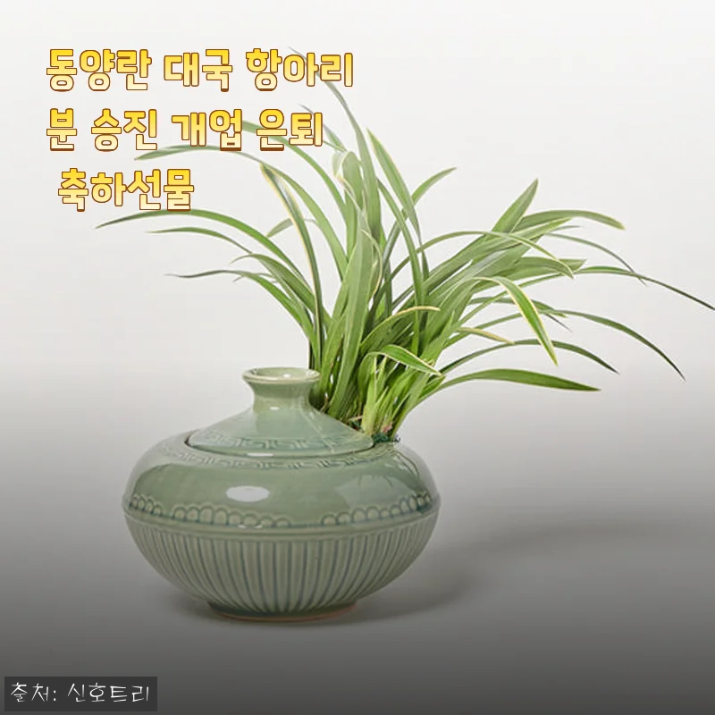 동양란 대국 항아리분 승진 개업 은퇴 축하선물 사용후기