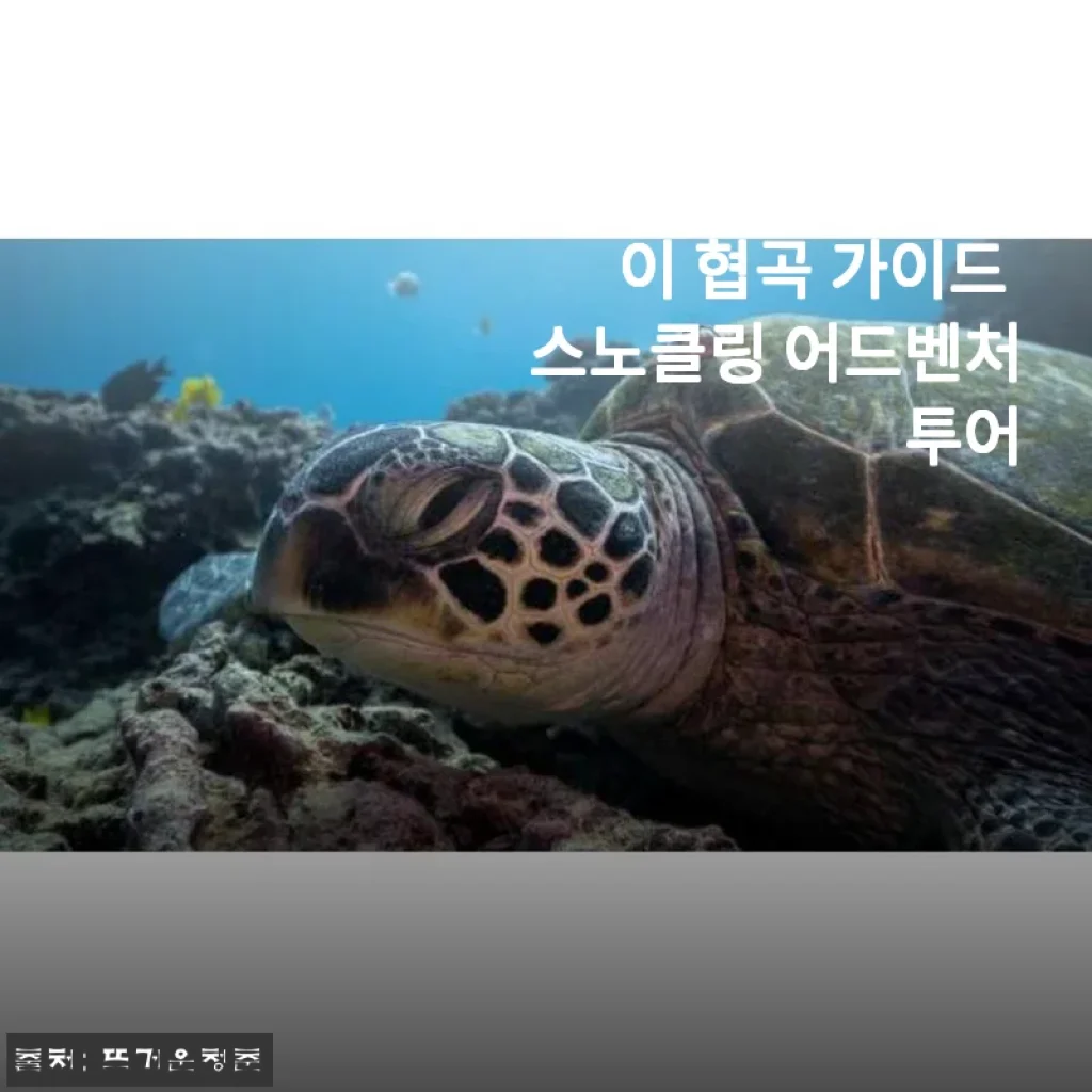 미국 하와이 오아후 호놀룰루 거북이 협곡 가이드 스노클링 어드벤처 투어 사용후기