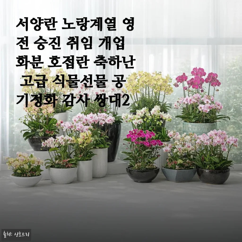 서양란 노랑계열 영전 승진 취임 개업화분, 호접란 축하난 사용후기